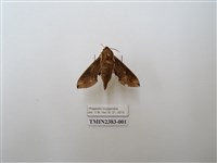 藏品(蒙古白肩天蛾)的圖片